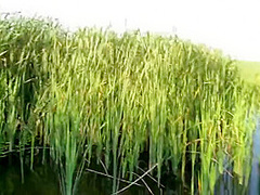 Stop Swimming And Fuck Me - Real Outdoor Sex (pov)