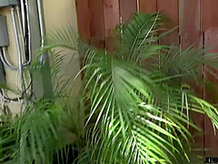 New Stepsis Wants A Creampie - Lana Sharapova