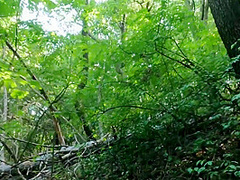 My Friend Leaves Me Naked In The Woods And I Have To Get Help From A Stranger