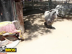 Zoo Trip With - Mia Lelani, Angel Vain And Britney Amber