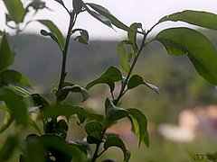 Sexy Wench With Big Natural Breasts Outdoor Sex - Julia De Lucia