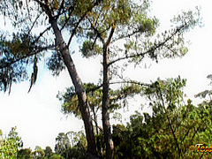 Tessa Fowler - Hair Roller Chic 3