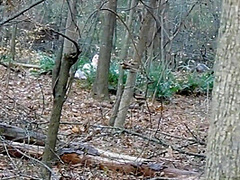 Hunter Finds Girl Masterbating In The Woods