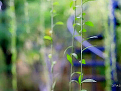 No Makeup - No Problem. Gorgeous Teen Softcore Solo