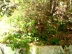 Saucy Ginger Chick Slides On Studs Dick In Reverse Cowgirl