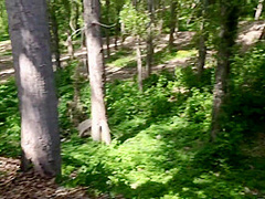 Great Blowjob In The Park Cum On Tits Girlfriend In Dress