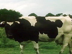 Unschuld Vom Lande (1978, German, Full Rip)