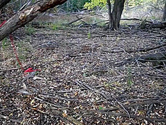 Every Halloween This Sexy Succubus Deepthroats Another Dick On A Public Trail In The Haunted Woods