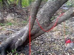 Every Halloween This Sexy Succubus Deepthroats Another Dick On A Public Trail In The Haunted Woods