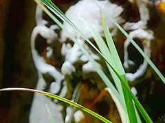 Holly Randall And Chanell Heart - Wild One