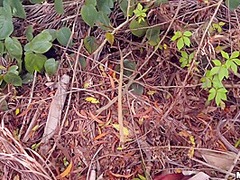 Chick Tied To Tree Is A Trap! - The Good Kind Tho