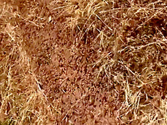 I Put On Denim Shorts On The Beach And Immediately Fucked