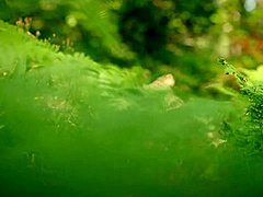 Mia Malkova in Get Your Kicks - PlayboyPlus