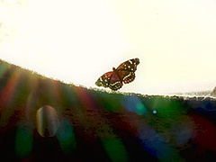 Putri Cinta in Butterfly's Dream - PlayboyPlus