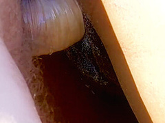 Black Beauty Rides White Cock And Swallows