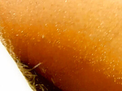 Black Beauty Rides White Cock And Swallows