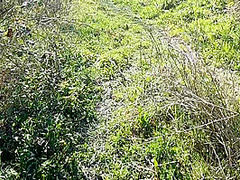 Il Primo Pompino Con Ingoio Che Faccio Uno Sconosciuto Incontrato Mentre Passeggio Nel Bosco