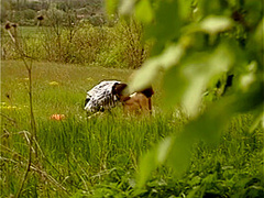 Rotschopf Liebt Outdoor Sex Mit Blowjob Und Bumsen