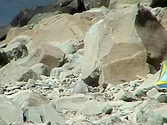 Couple trying to fuck on the beach