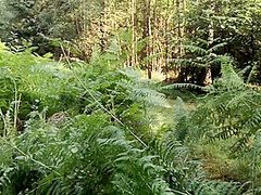 Tittraining And Whipping In The Woods