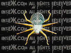 Insex 2004 04 28 Garden Gnomes