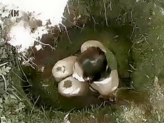 Insex 2004 04 28 Garden Gnomes