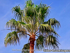 Gift Horse with Adelle Torres - SuperbeModels