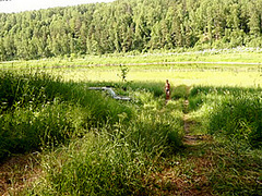 Various Sex On Forerst Glade (on Nature)