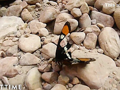 E-girl Takes The Time To Masturbate On A Hike