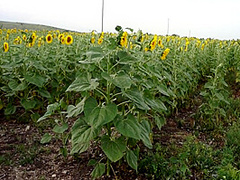 Striptease In Sunflowers