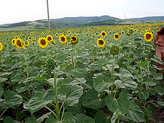 Striptease In Sunflowers