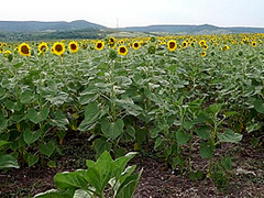 Striptease In Sunflowers
