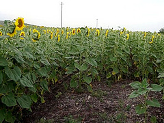 Striptease In Sunflowers