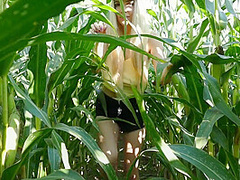 Blonde Teen Gets Her Meaty Pussy Banged In A Cornfield