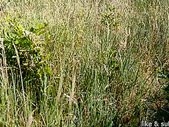 Teen Walking In Nature
