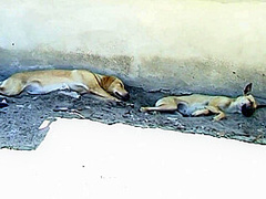 Draussen Hinterm Haus Gefickt