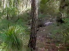 Jessica Jaymes And Angels Sydney In Tattooed Fradana Has Anal Sex In Threesome And Double