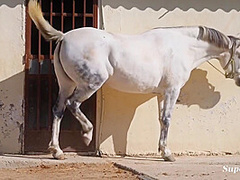 So Hot - Adelle Torres - Gift Horse