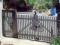 Wife Takes A Sunbath And Displays Her Nude Body To Delivery Man