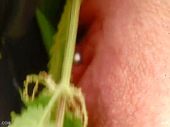 Queen Snake - Autumn Nettles