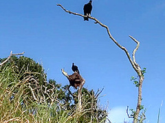 Delicious Lesbians Fuck On The Isle Of Certa Amateur