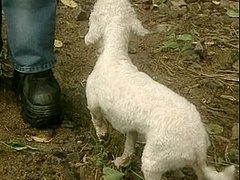 The Rough Confessions Of A Young Nun - (chapter #05)