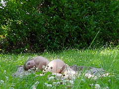 Alessandra Jane - Hottest Adult Video Handjob New