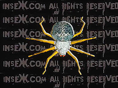 Water Fire - Insex 2003 08 30 Live Feed From August 23