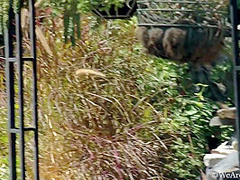 Bunny - Outdoor Stripping