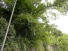Bkd-251 母子交尾 【南会津家老岳路】 小早川怜子
