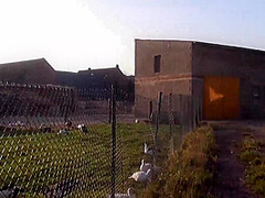 Sauerei Im Schweinestall - (full Hd Film)