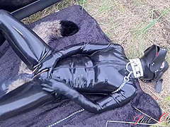 Dog Dog Training Outdoor