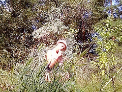 In The Forest Fuck Pussy Dildo And Orgasm