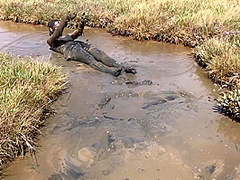 Sexy Girl Playing In The River Mud. Muddy Fun (fully Clothed)